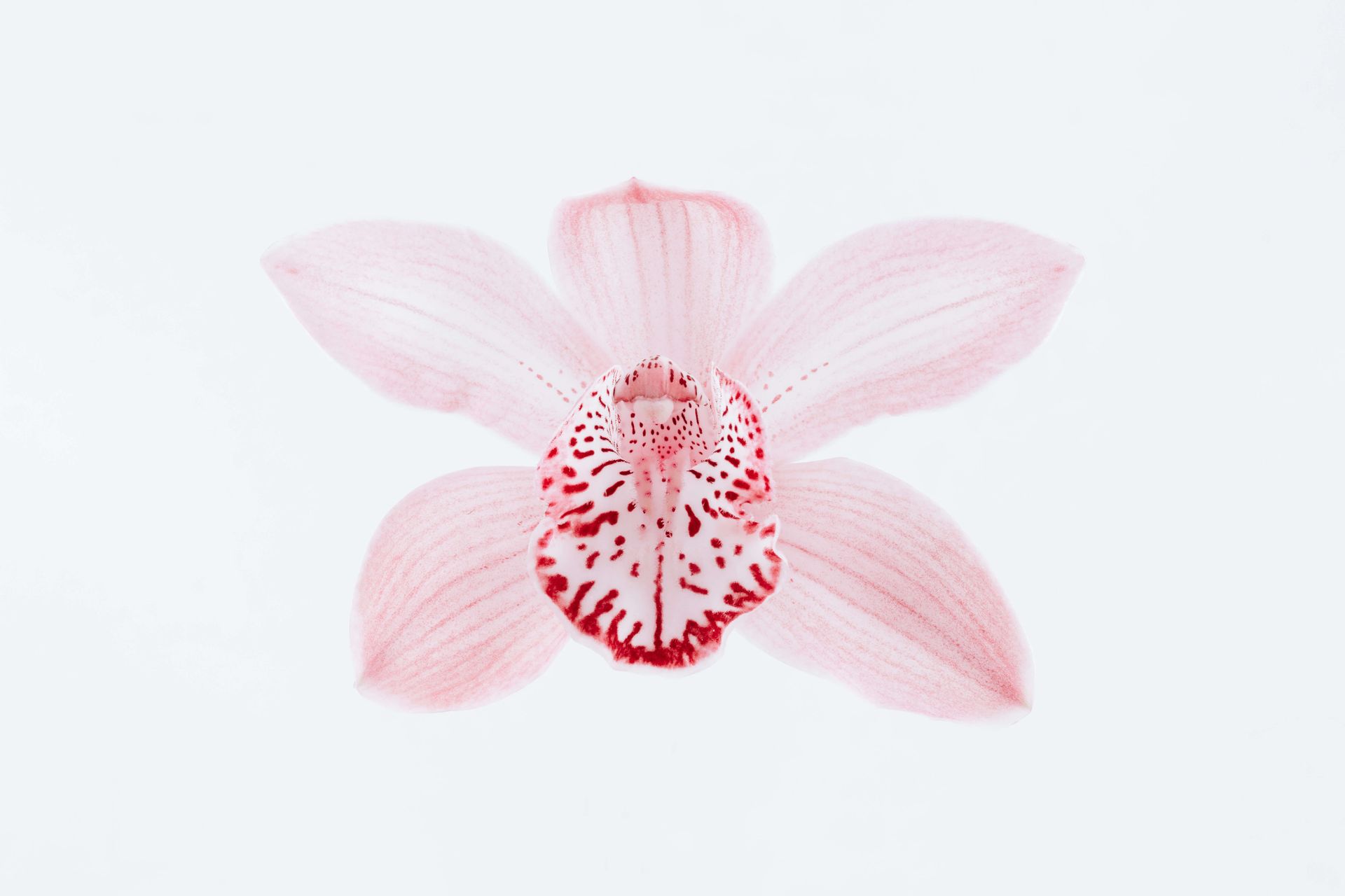 A close up of a pink orchid flower on a white background.