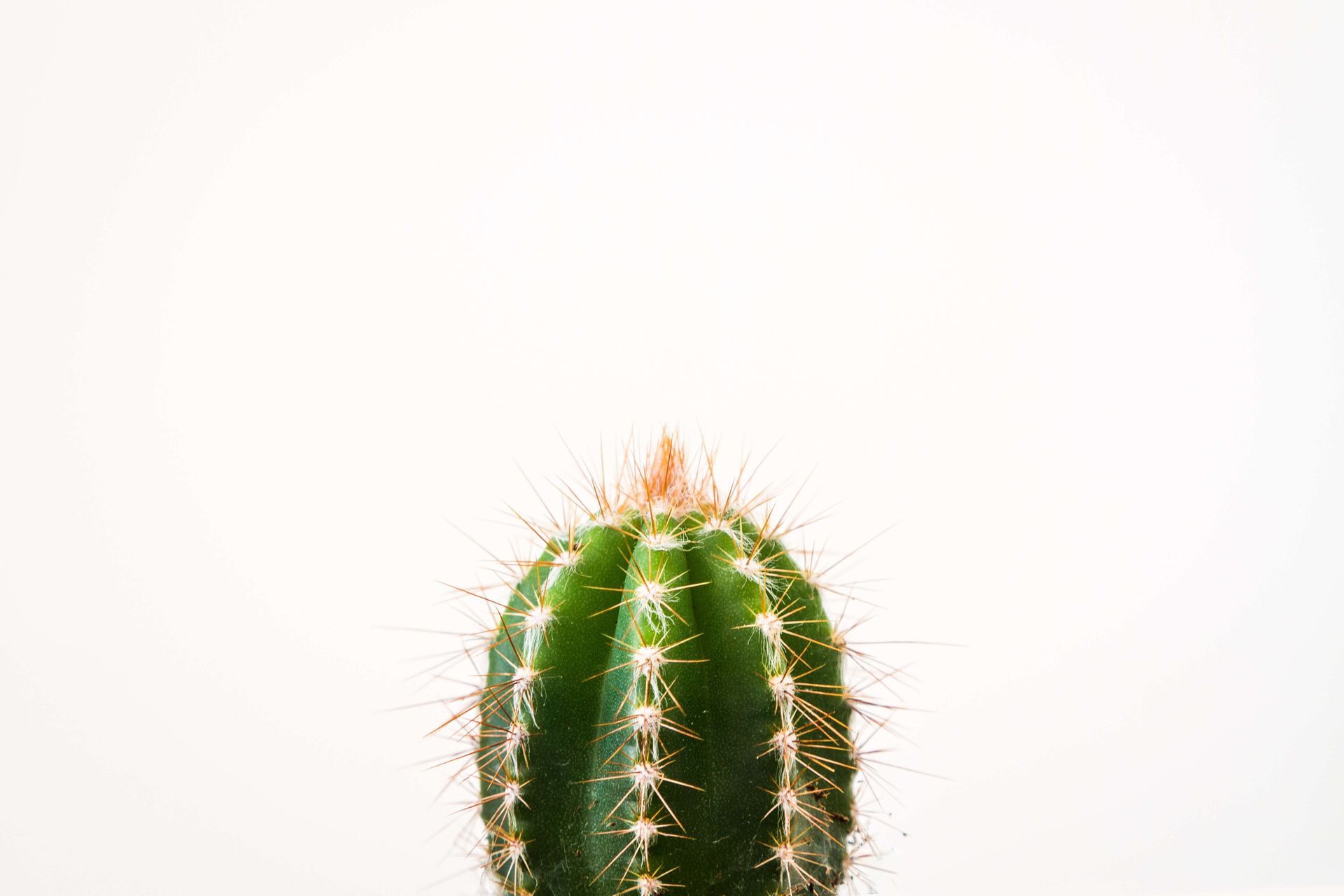 A small green cactus with a red tip on a white background.