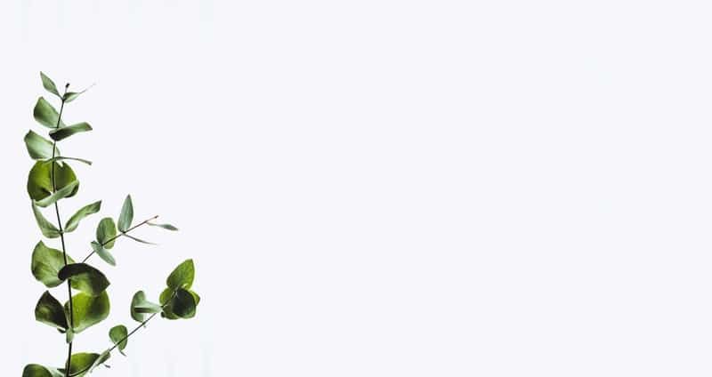 A branch of eucalyptus with green leaves on a white background.