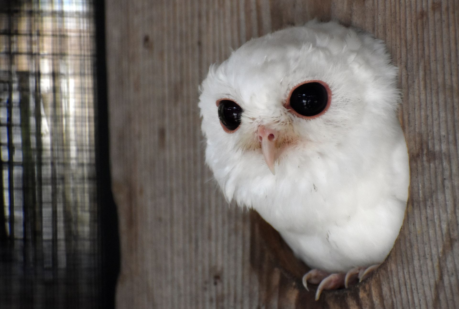 White owlet peeks from a wooden enclosure; large dark eyes, small beak, fluffy feathers, appears curious.