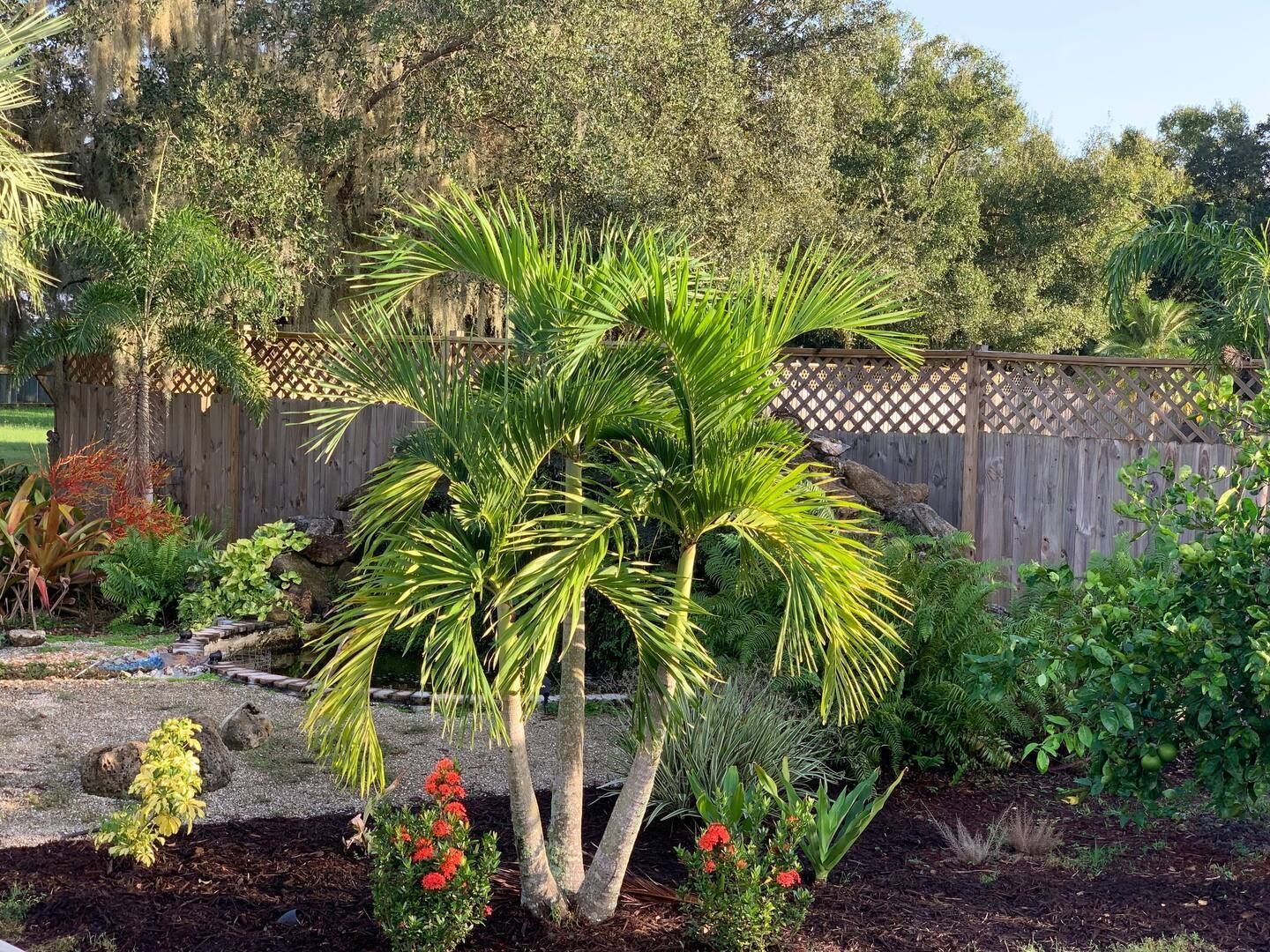 There is a palm tree in the middle of the garden.