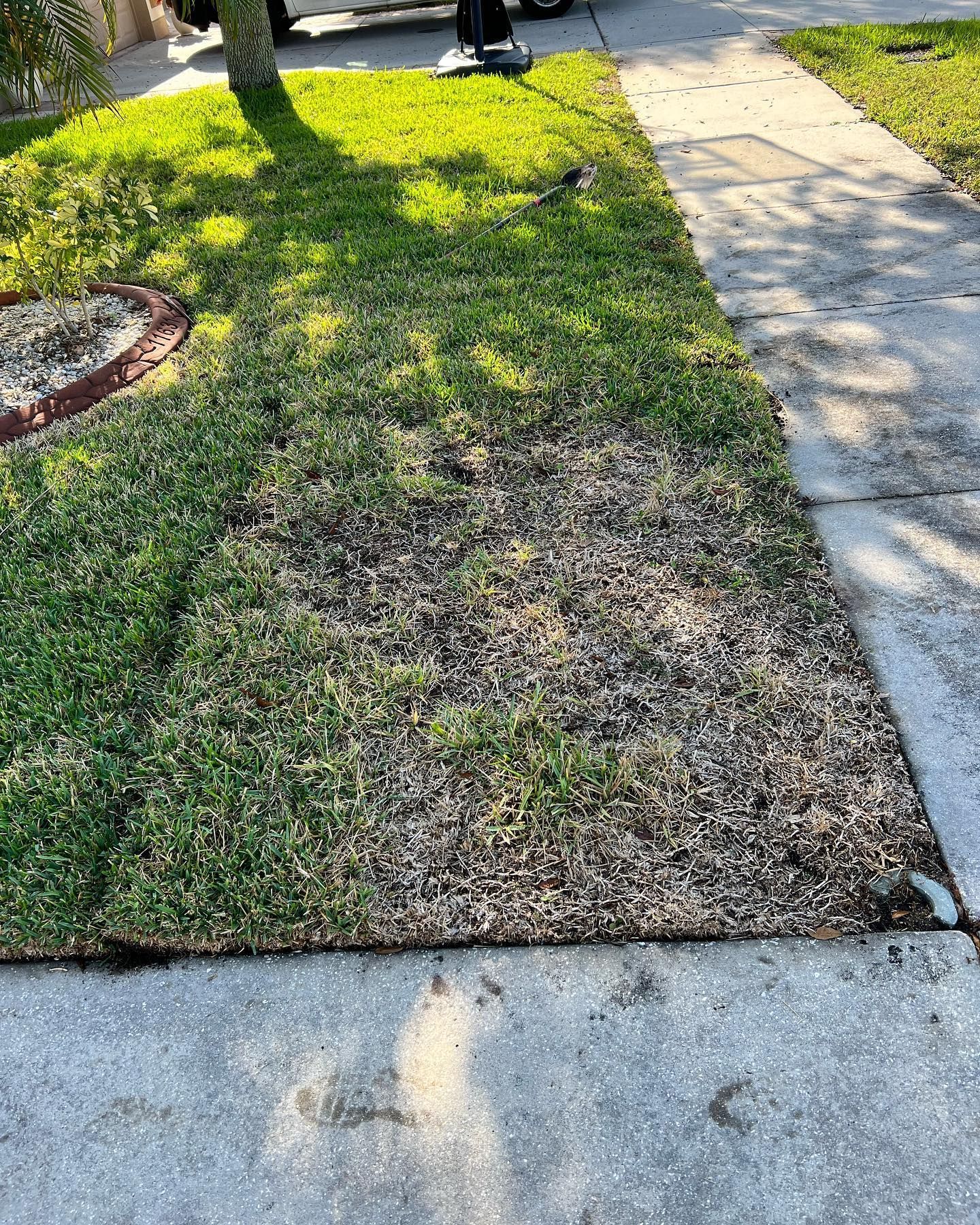 A piece of grass is laying on the sidewalk next to a sidewalk.