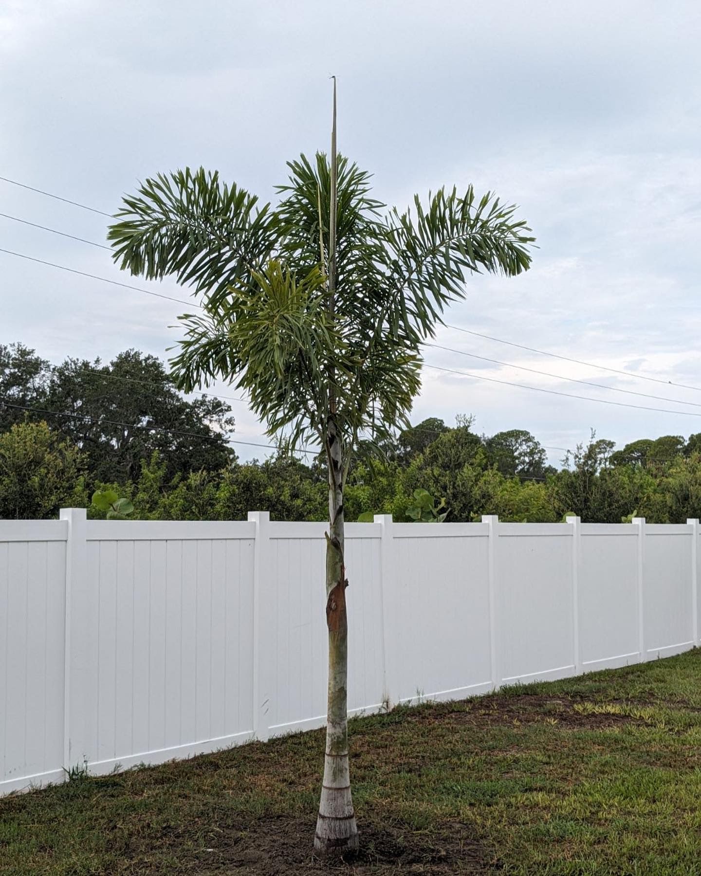 A small palm tree is growing in front of a white fence.