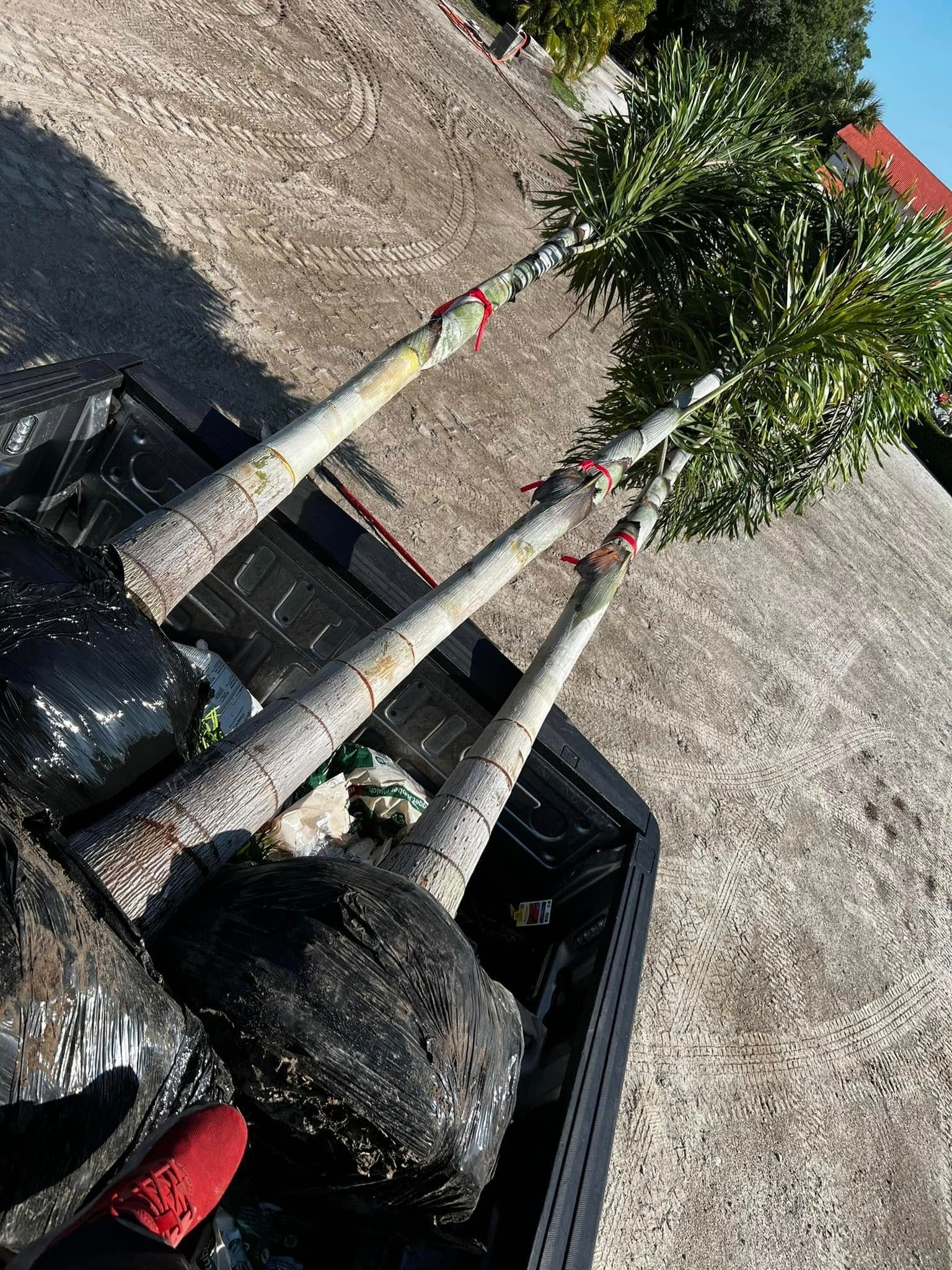 Three palm trees are sitting in the back of a truck.