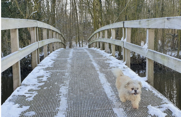 Een klein, pluizig hondje Binky loopt over een met sneeuw bedekte houten brug in een winterbos.