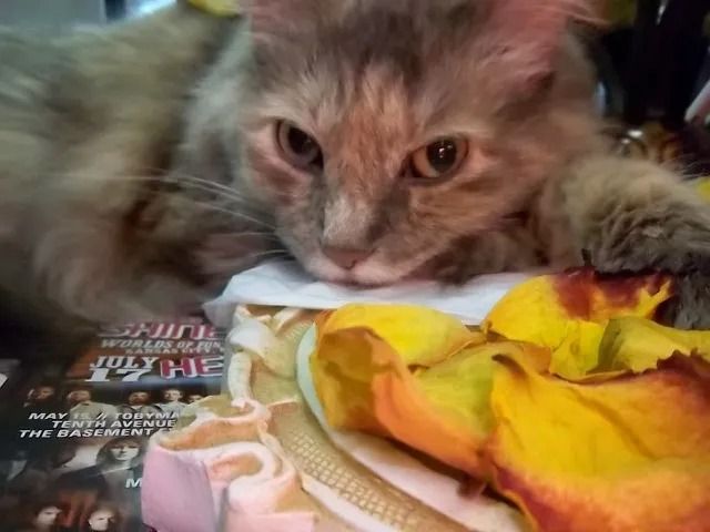 Fluffy gray cat resting on white paper with yellow and orange petals.