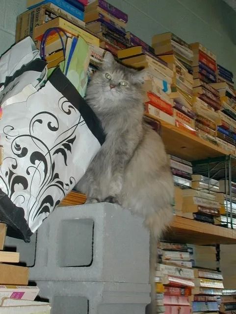 Gray fluffy cat sits on a concrete block, surrounded by books and a decorative bag.