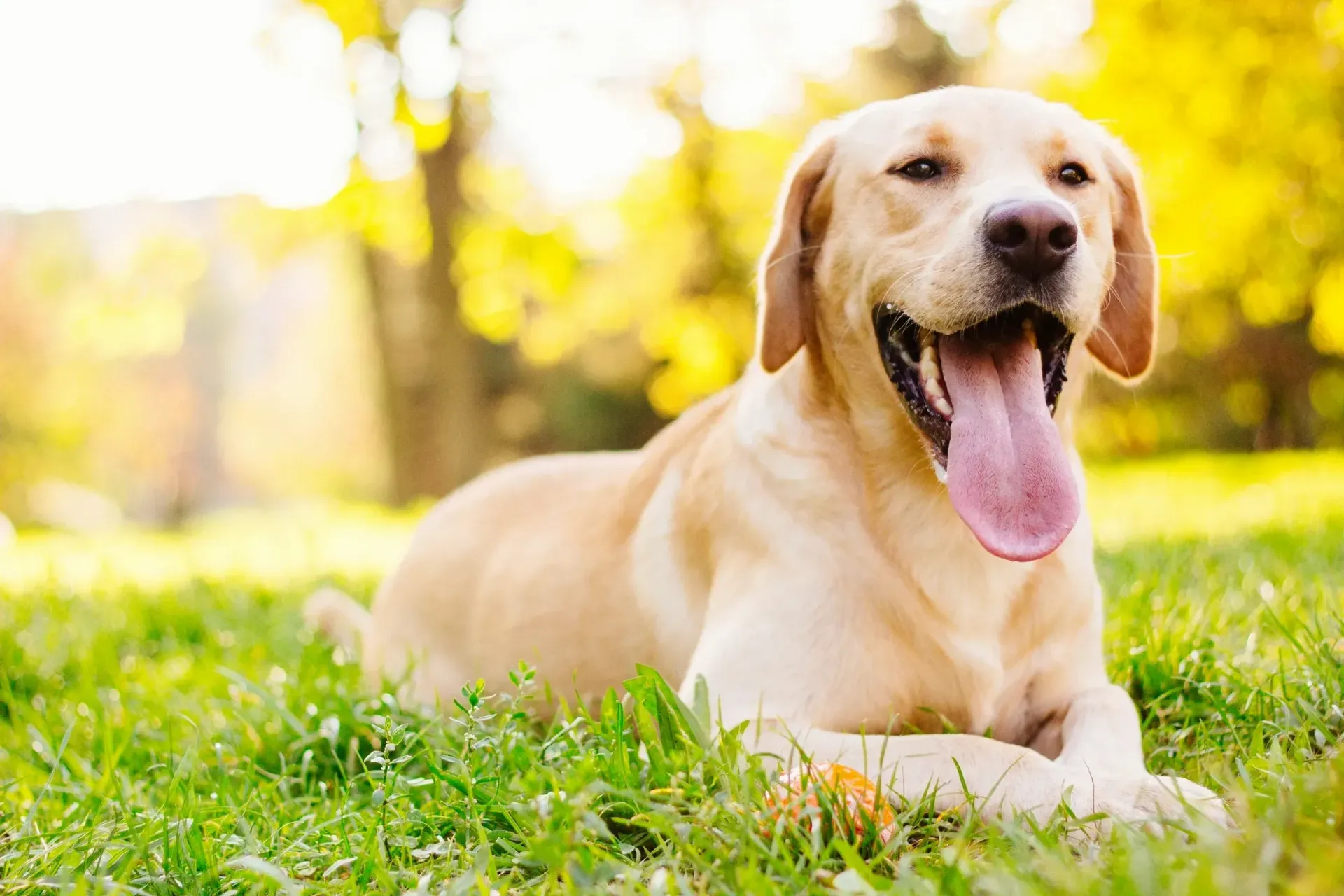 A dog is laying in the grass with its tongue hanging out.