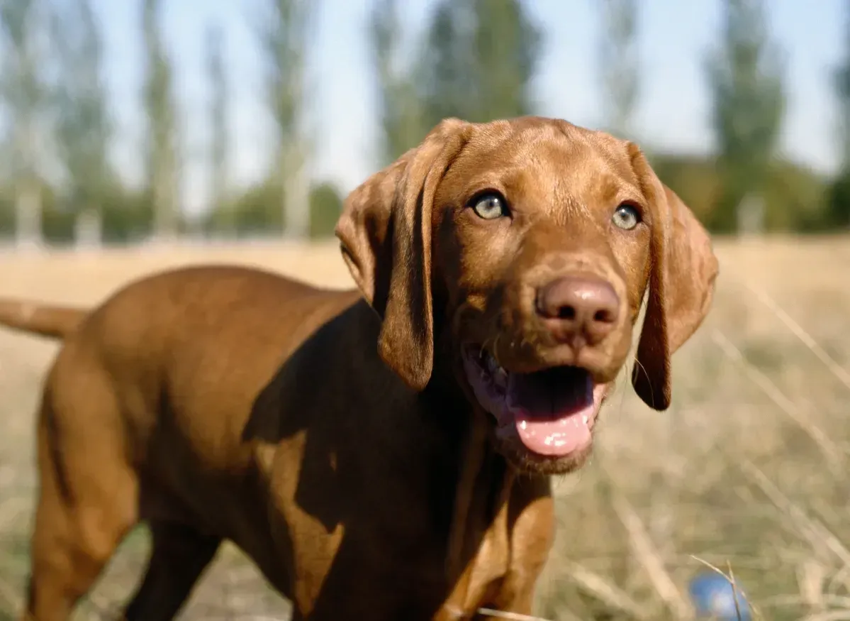 A brown dog is standing in a field with its mouth open.