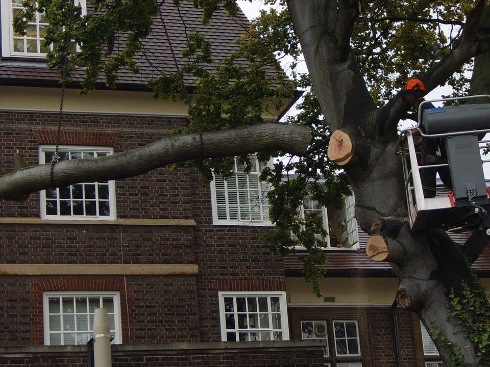 Tree surgery services