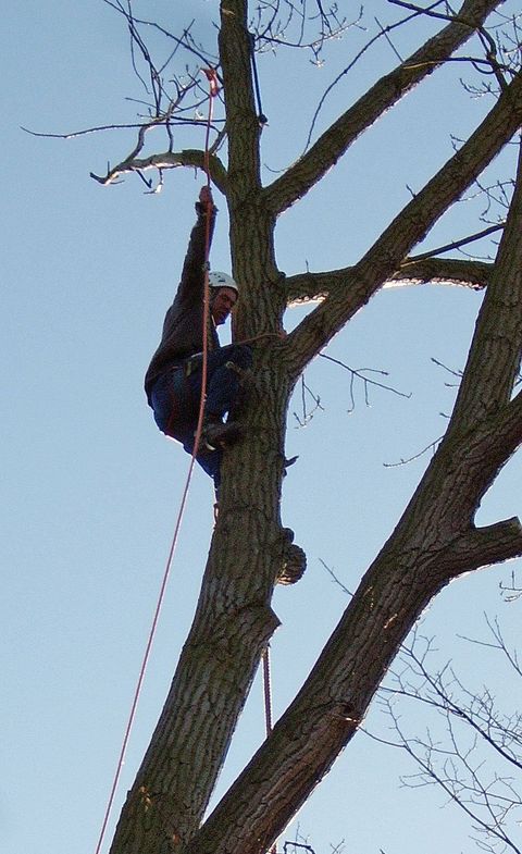 Remedial tree surgery