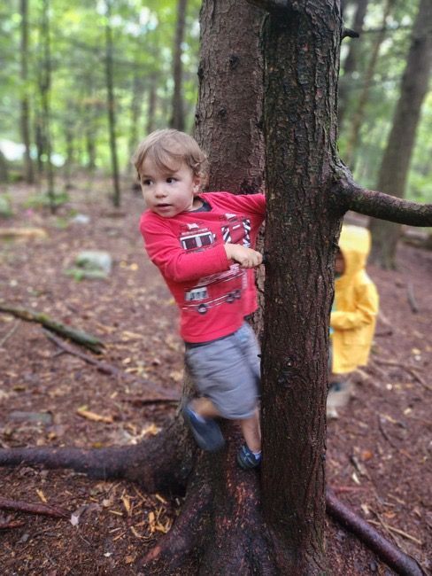 A preschool boy climbing a tree