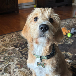 Stewie christensen the dog headshot