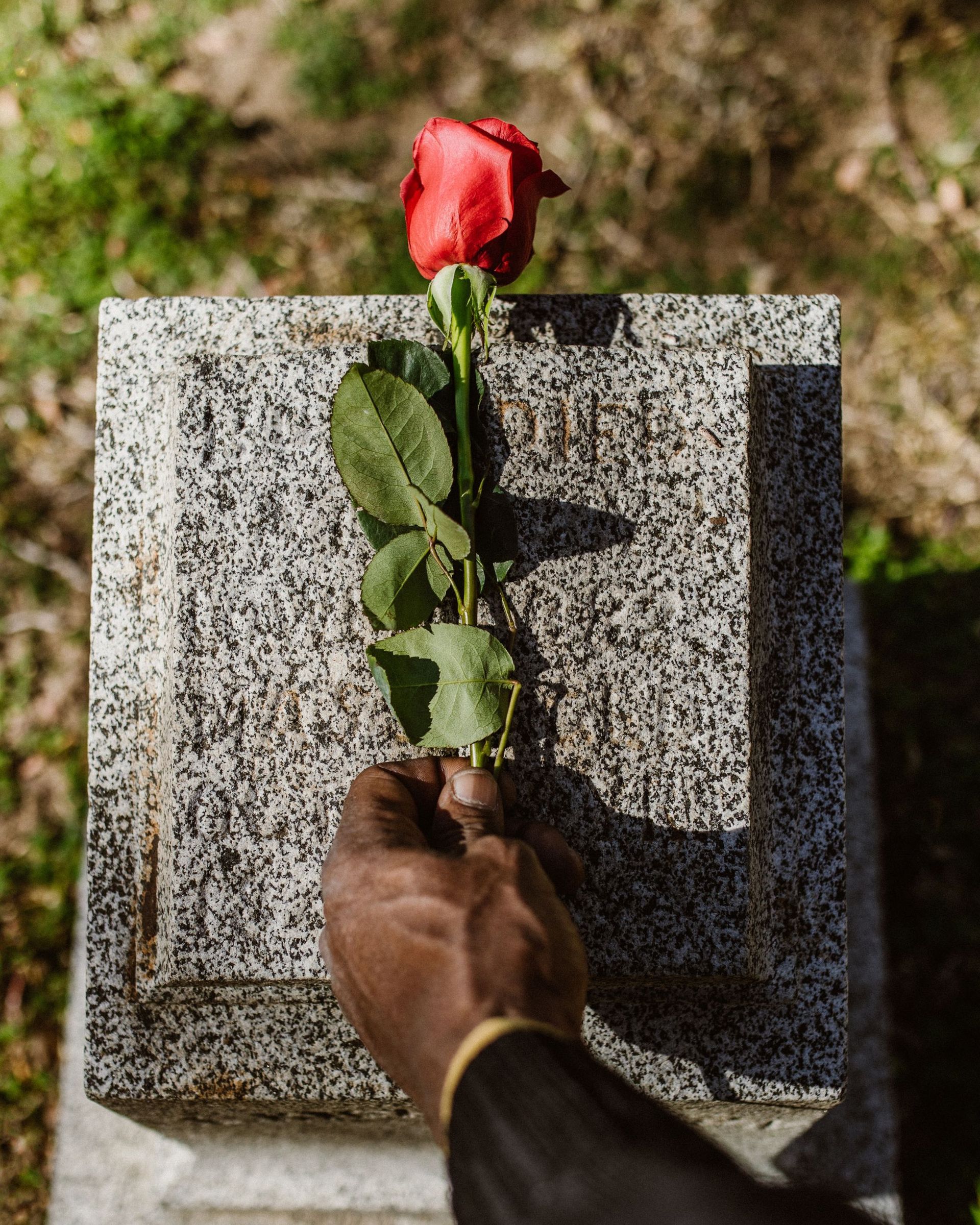 Hand placing a red rose on a gray tombstone in a cemetery.