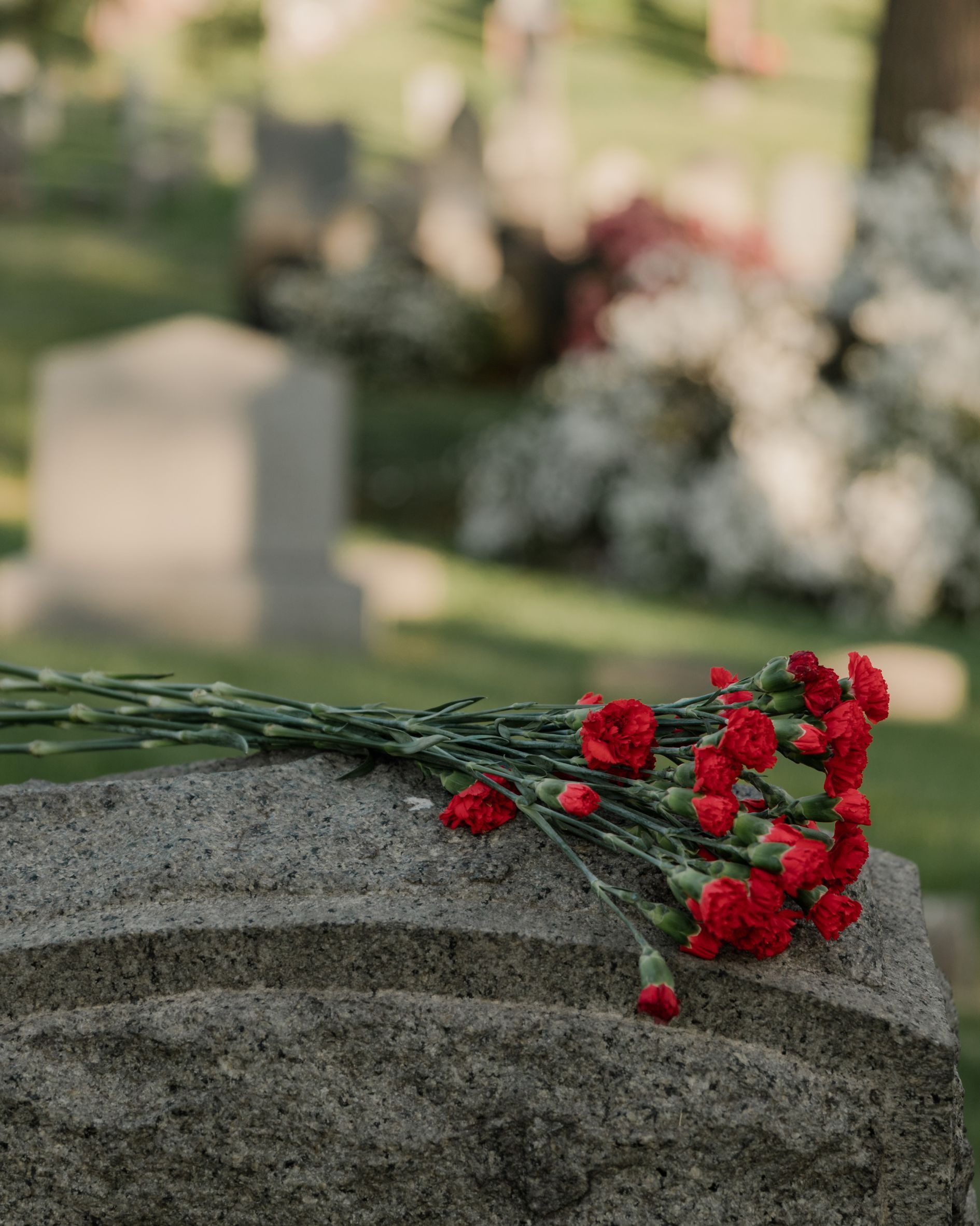 Red carnations on a gray tombstone in a cemetery.