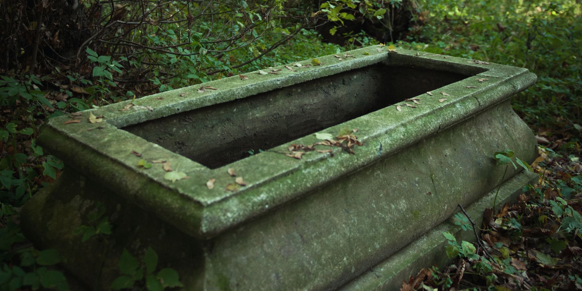 Stone rectangular planter in a forest setting, overgrown with moss and leaves.