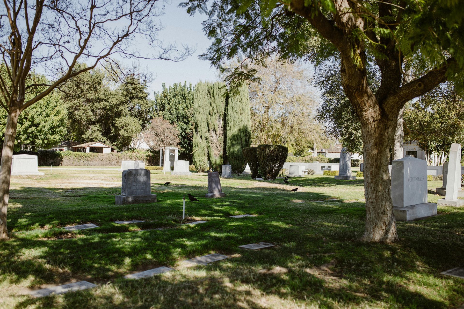 Cemetery scene with headstones and trees on a sunny day. Green grass and shadows.
