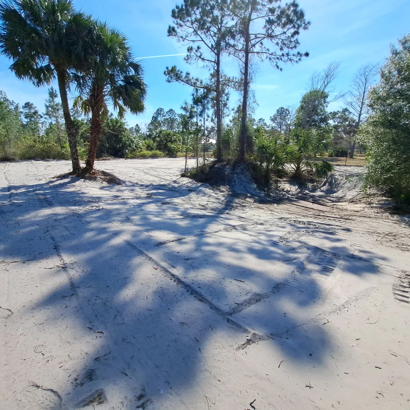 A sandy area with palm trees in the background