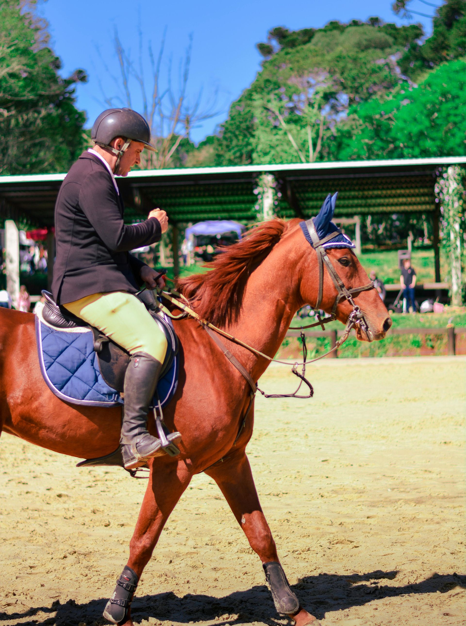 Rider on a chestnut horse in an arena, wearing a helmet and dark riding clothes