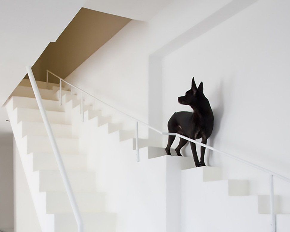 Separate stairway for dog