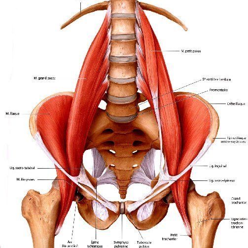hip flexor muscles