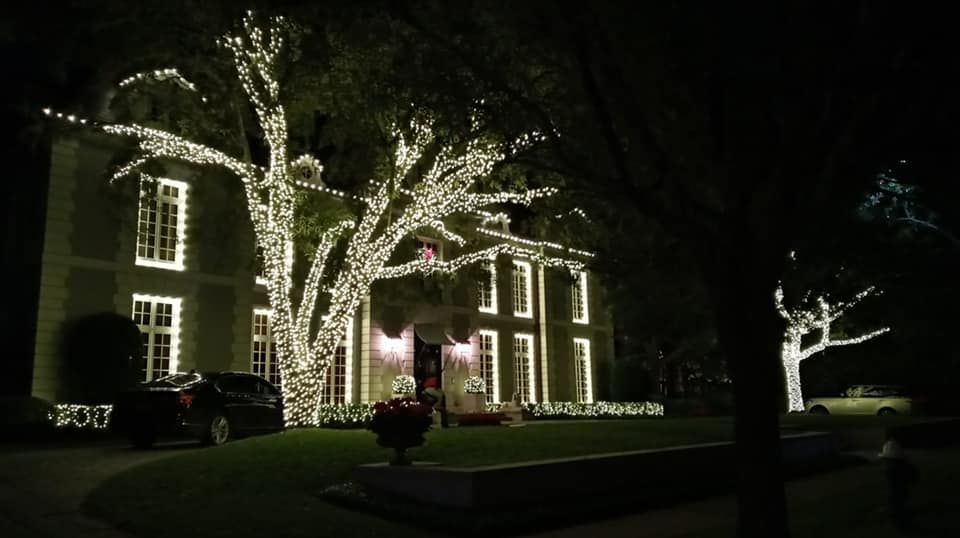Man trimming a tall evergreen tree near a house. Ladder and a blue service van are present.