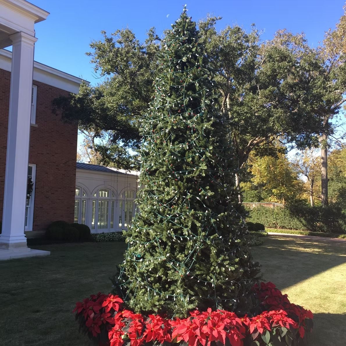 A large evergreen tree decorated with lights, surrounded by red poinsettias, next to a building on a sunny day.