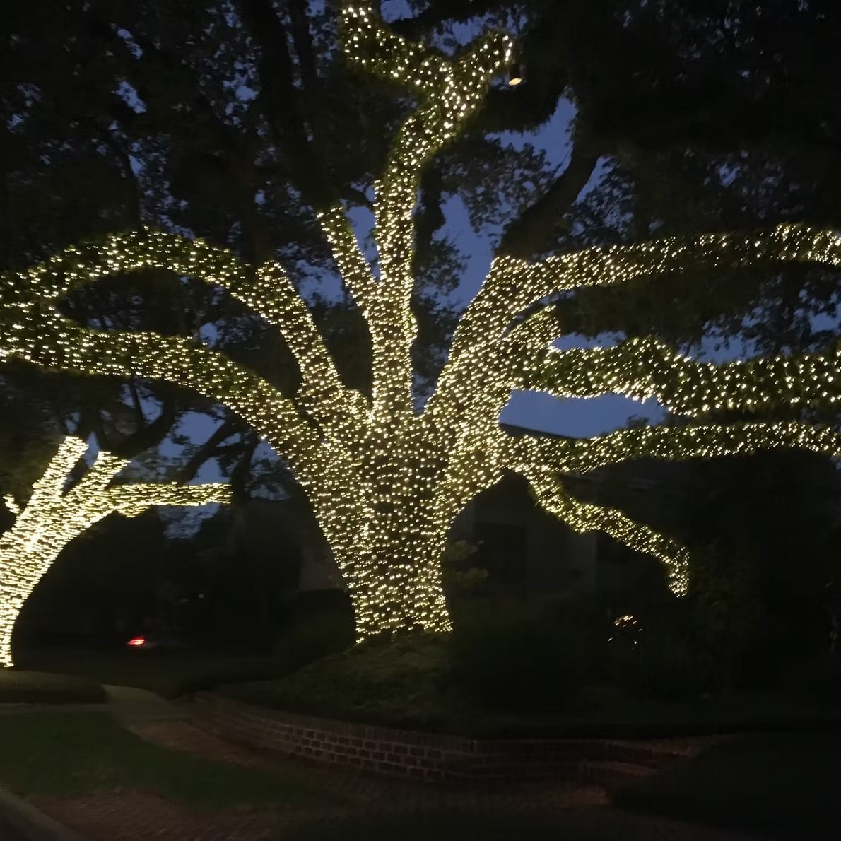 Large tree illuminated with twinkling white lights at dusk.