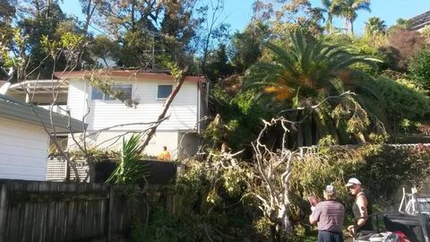 Tree felling, Tree inspection, and reports, Hedge trimming, Branch chipping, Bamboo removal services in Auckland