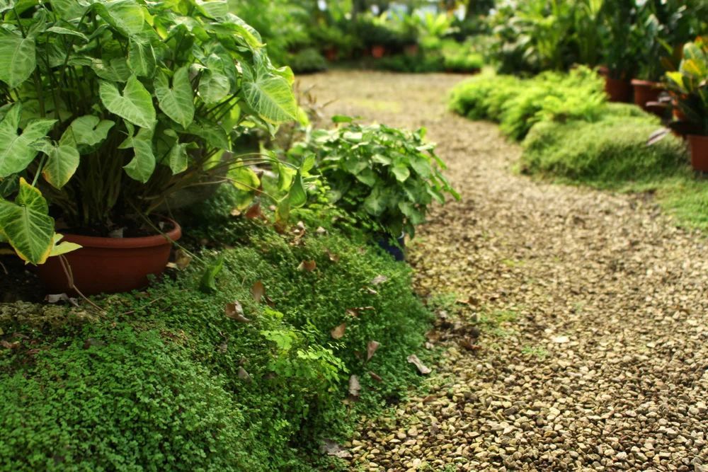 CONTROL DE PLAGAS INTERNACIONAL CENTINELA