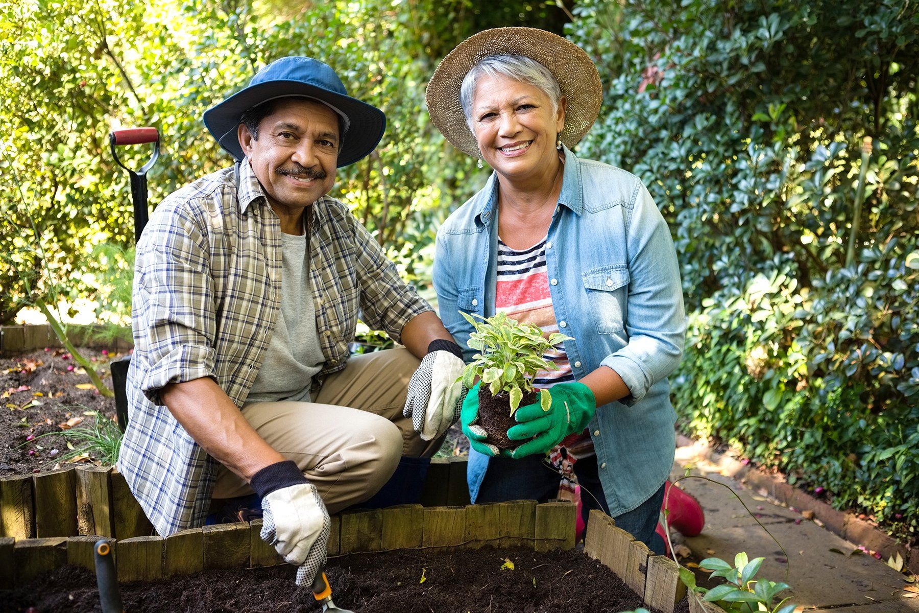 Senior couple in outdoor garden planting.