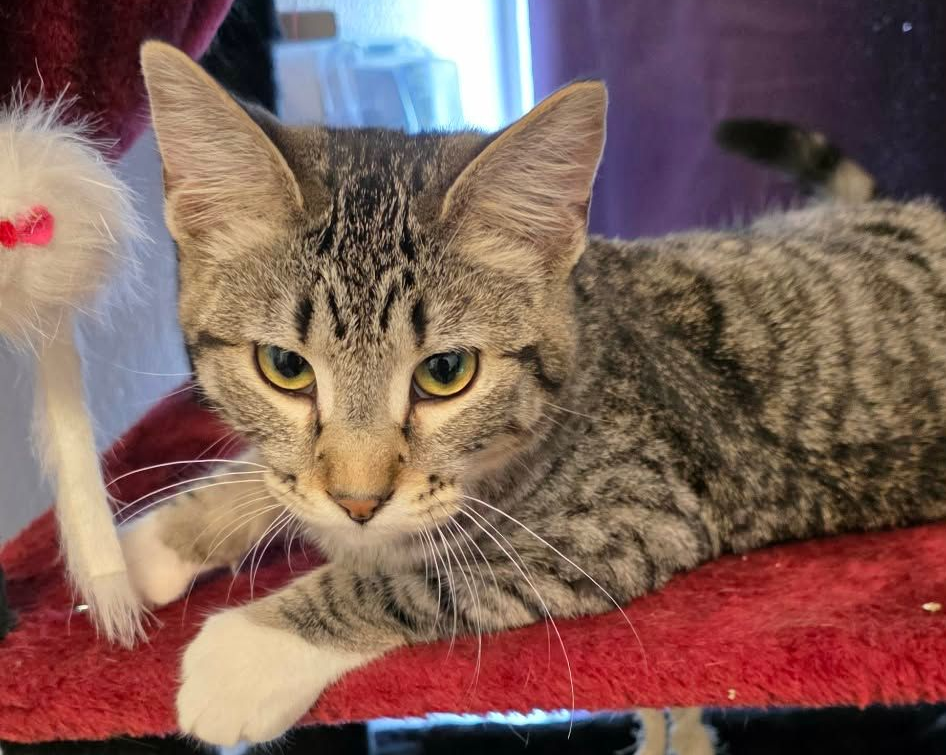 A Tortoiseshell kitten name Tato sitting on the floor. She is black with light brown, cream, and orange all over. She has orange strips on her way face. 