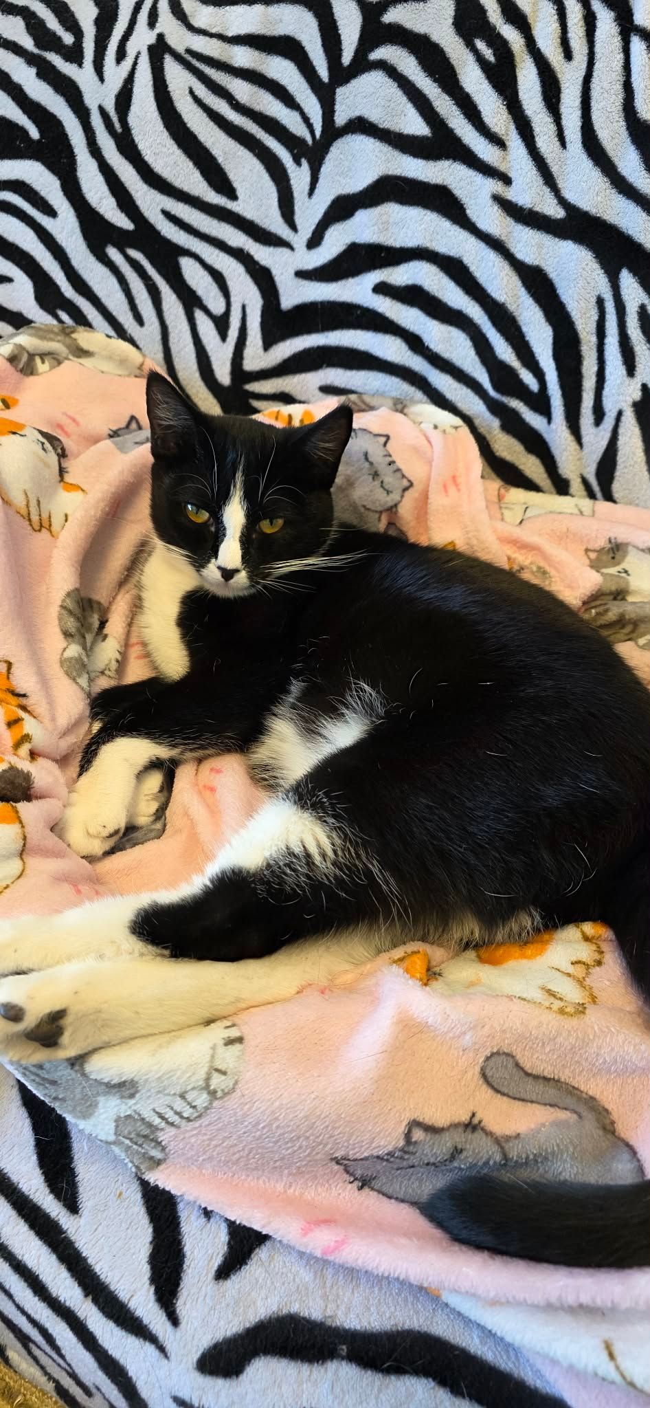 Black and White kitten