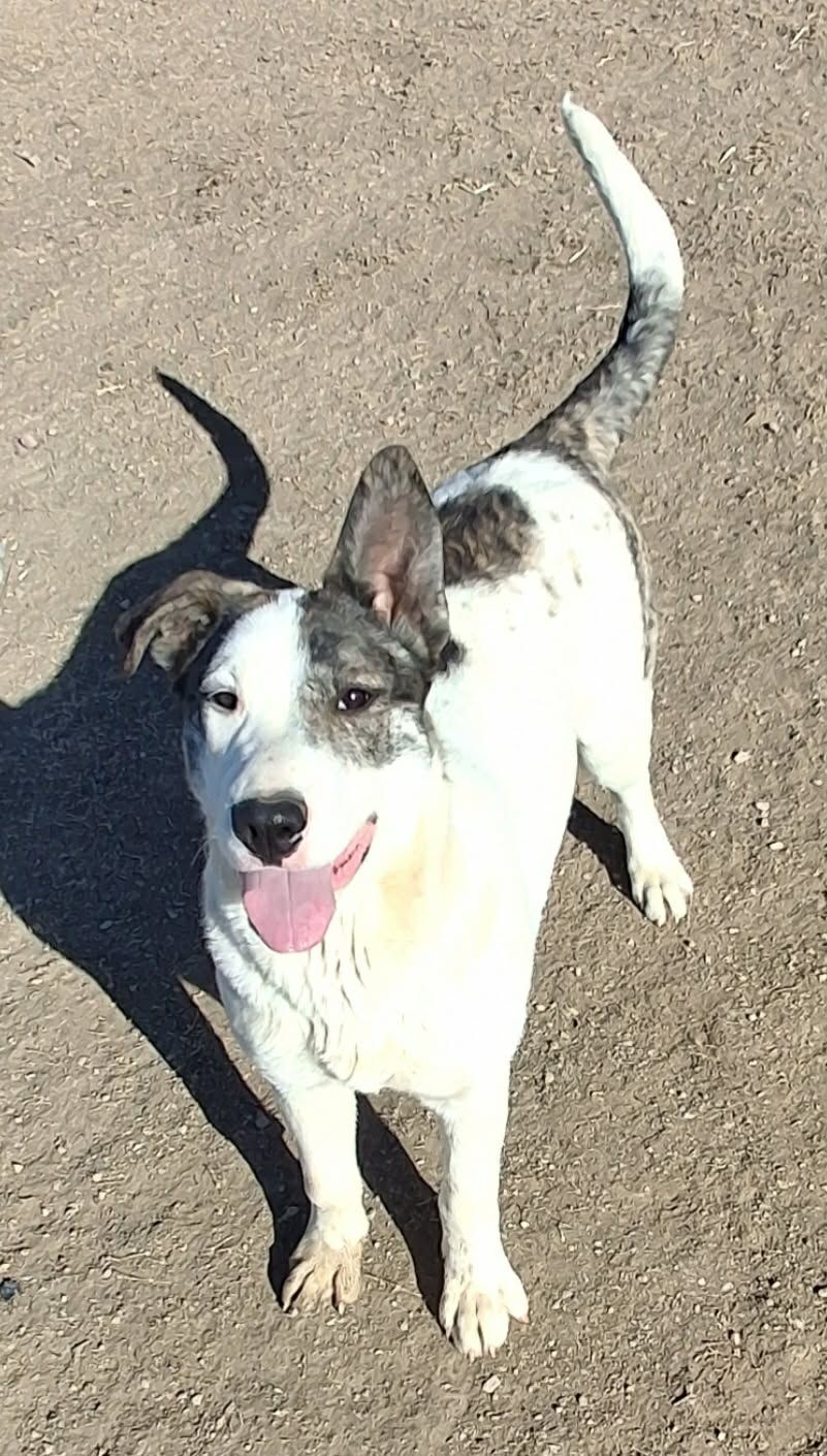 A white dog with brown ears that has a brown spot over its left eye. 