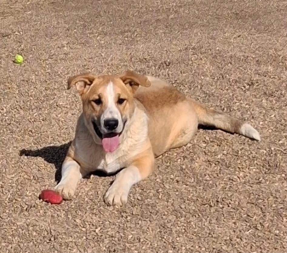 Brown and white faced puppy sitting on a blanket.