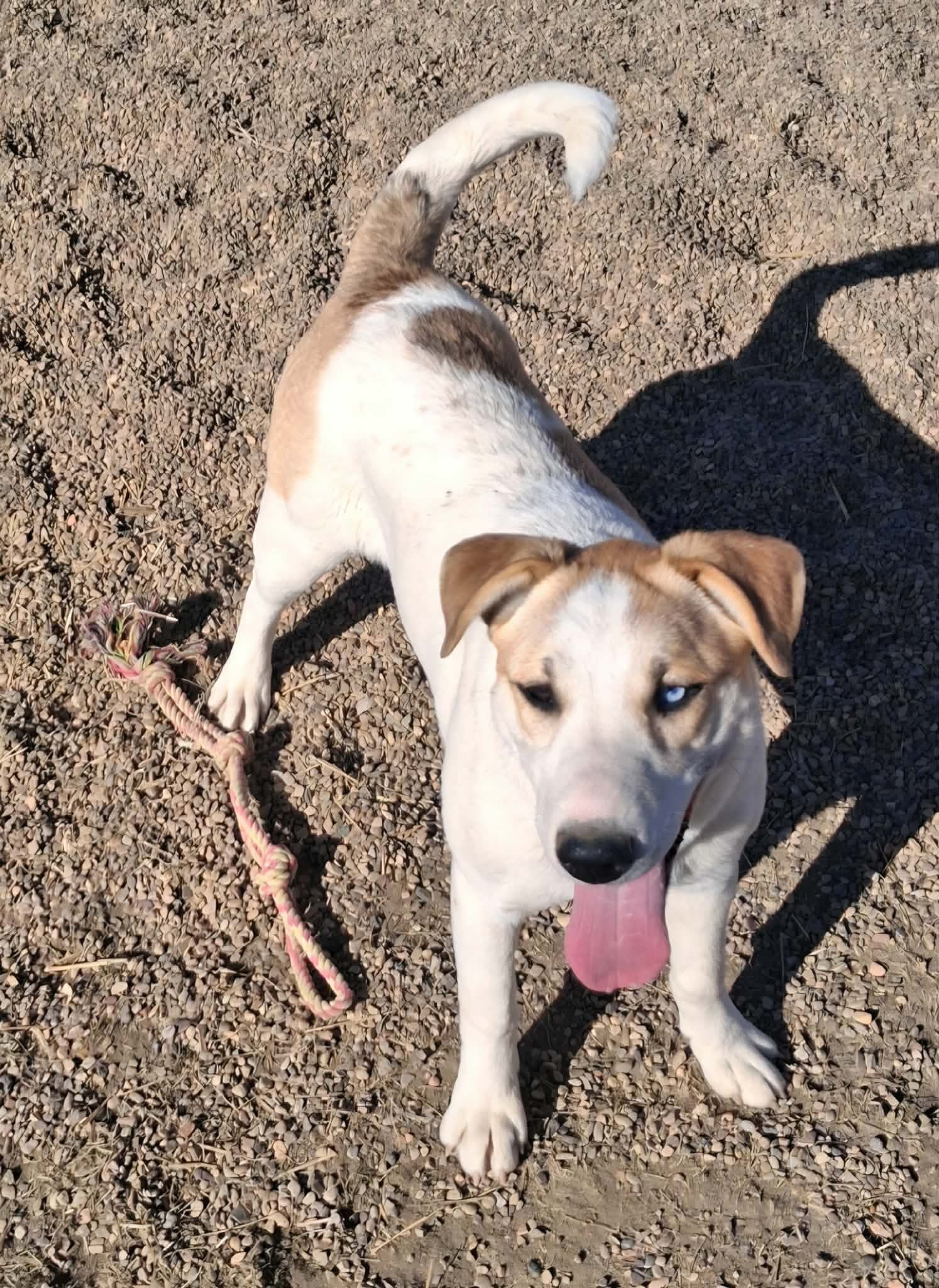 A white a tan Terrier Husky mix sits on the floor. 