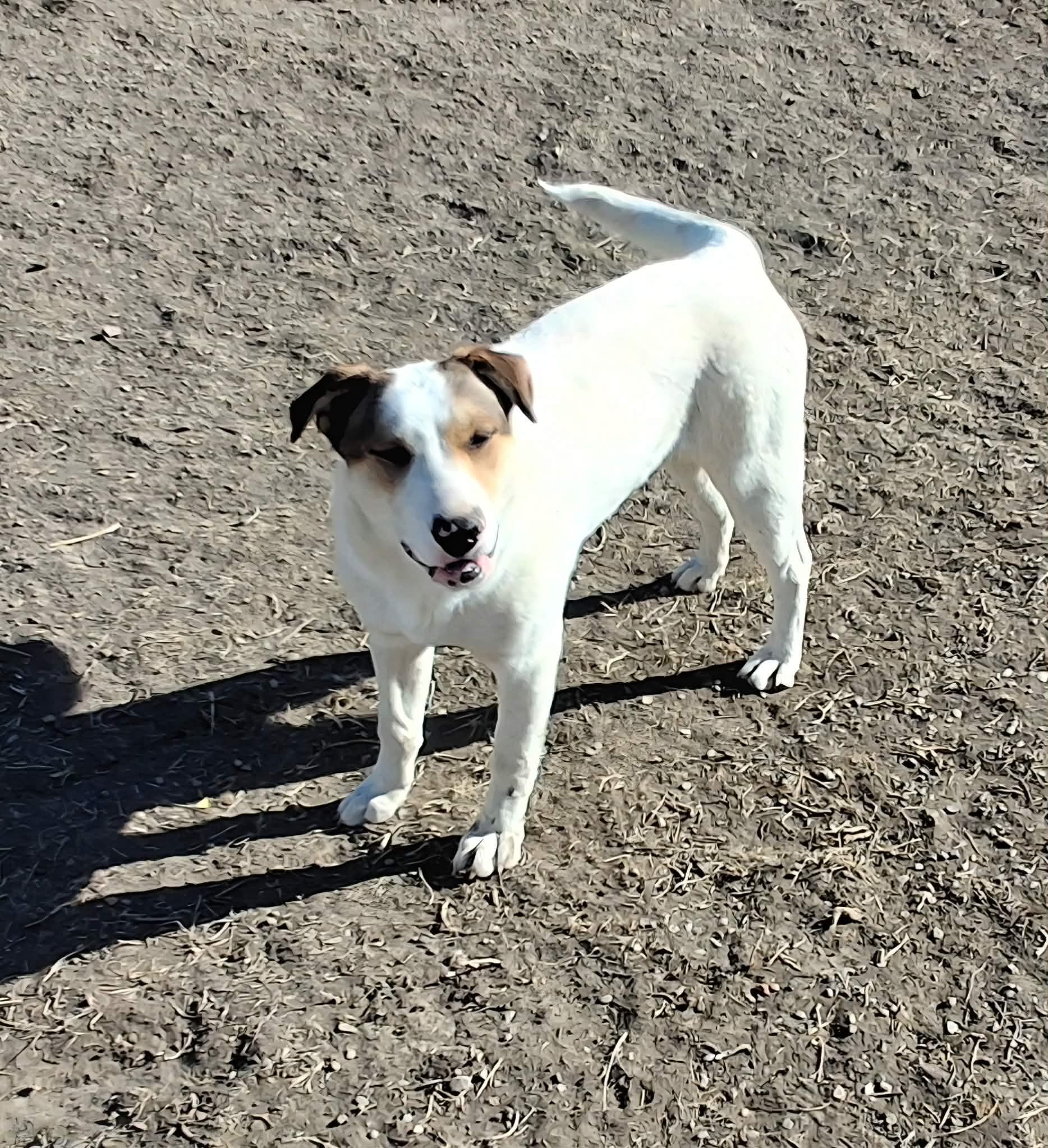 A white puppy with light brown ears with the left side of its face the same brown color of its ears. 