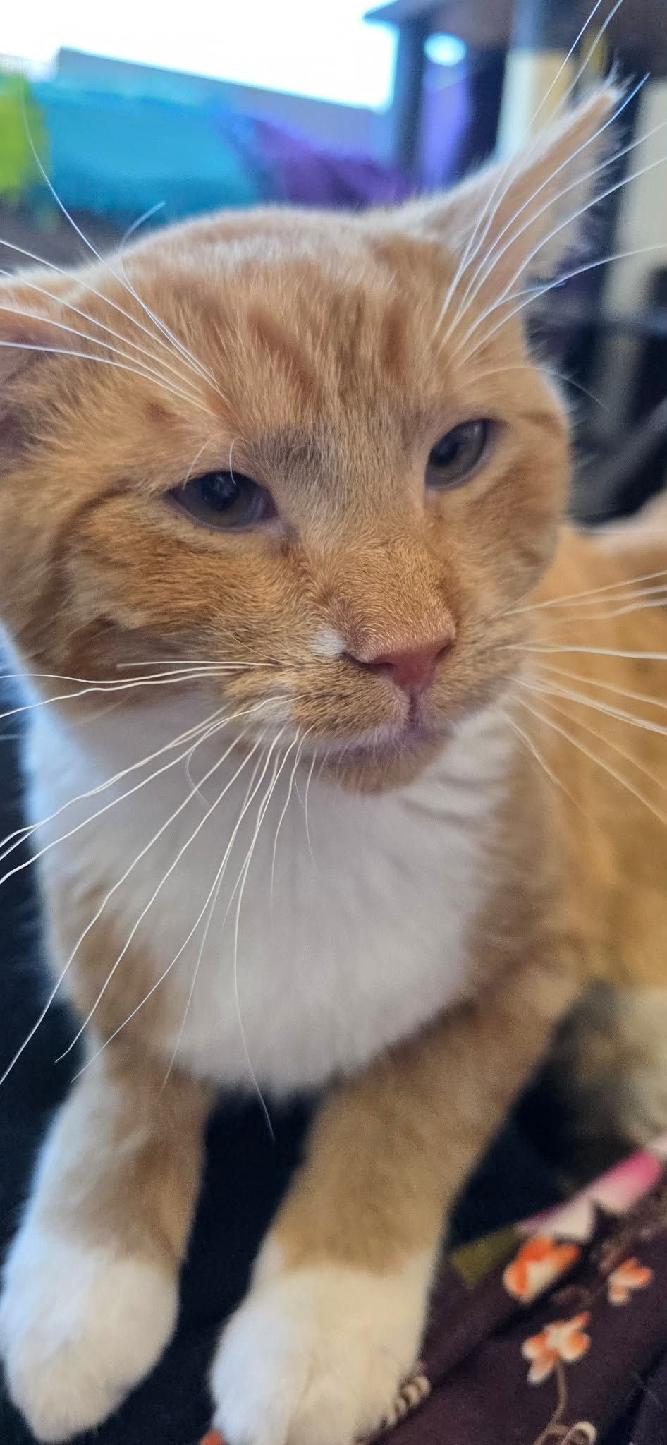 Orange with white cat looking at the camera