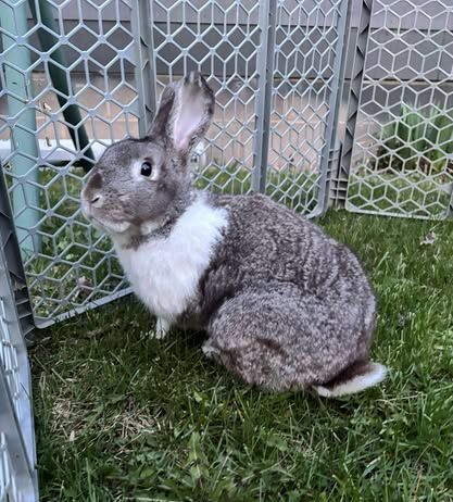 A rabbit is sitting in the grass next to a fence.
