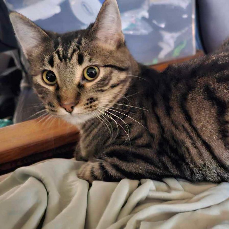 Babe is a gray and white cat with yellow eyes is looking at the camera.