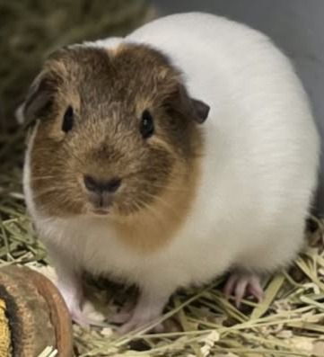 Barrel is a white Guinea pig with a brown face. 