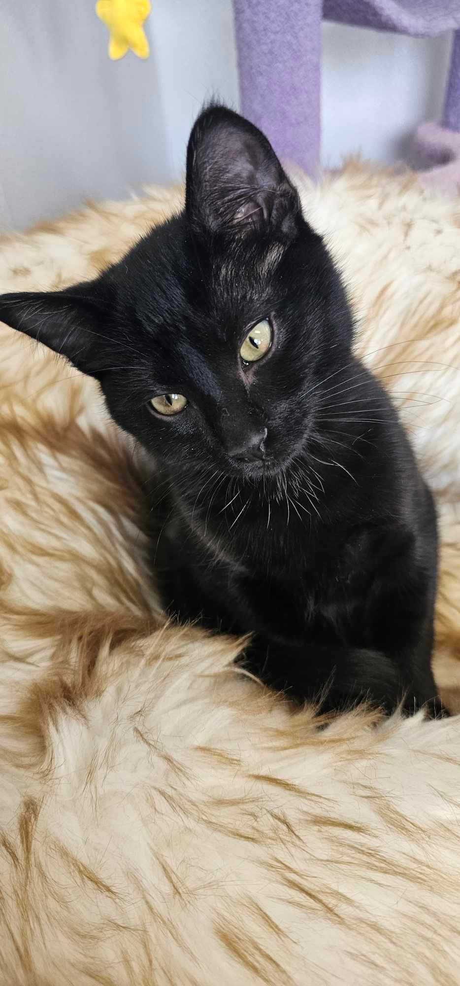 Batman is a black cat is laying on a fluffy cat bed.
