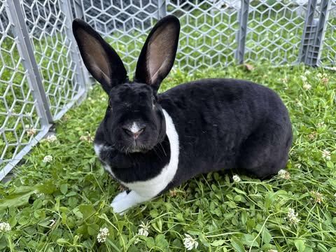 A black and white rabbit is laying in the grass next to a fence.