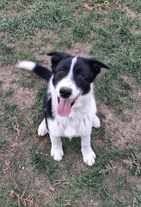Black and white dog sitting in grass