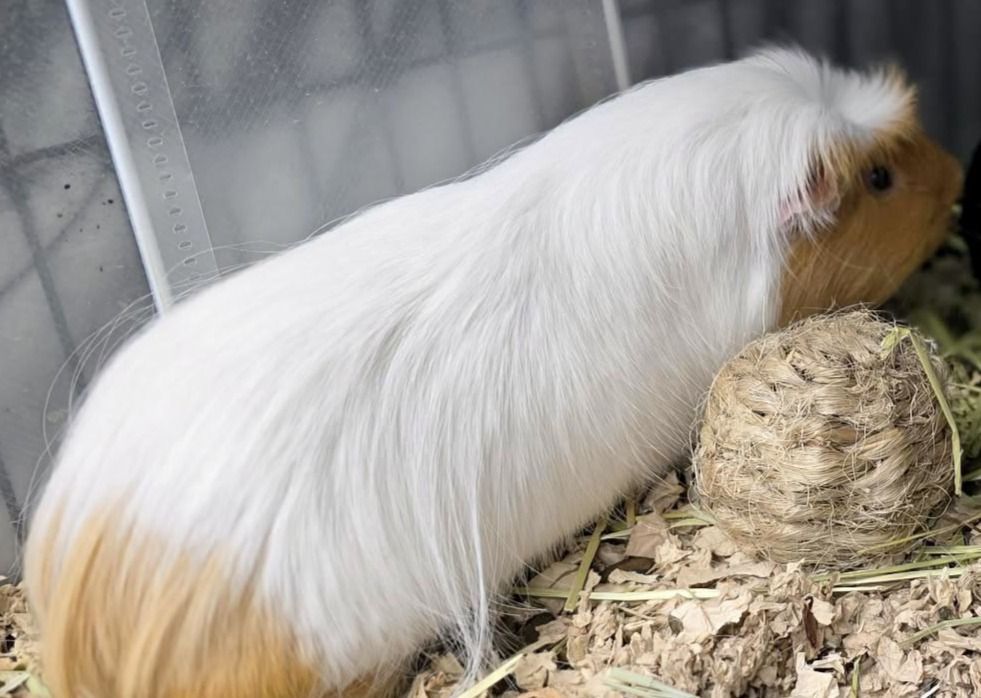 Bill is a white Guinea Pig with a tan face and bottom. 