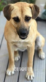 Bisquit is a brown and white dog is sitting on a wooden deck.