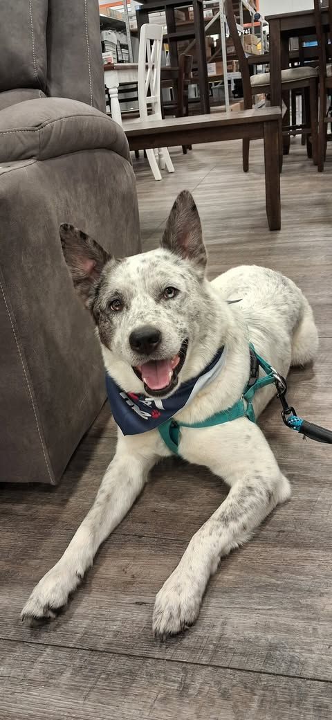 Heeler /husky mix laying on wood floor with blue bandana and leash