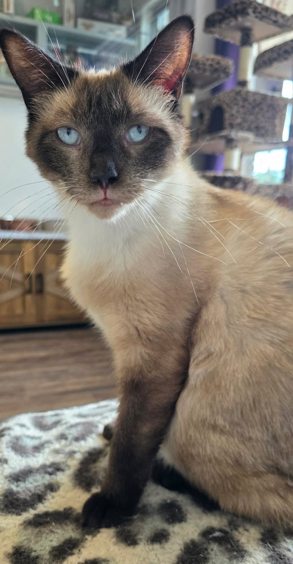 A tan Siamese cat with a brown face, blue eyes and dark brown ears. 