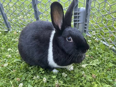 A black and white rabbit is sitting in the grass next to a fence.