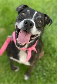 Cedar is a black and white dog is wearing a pink scarf around its neck.